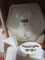 LED Bear Night Light